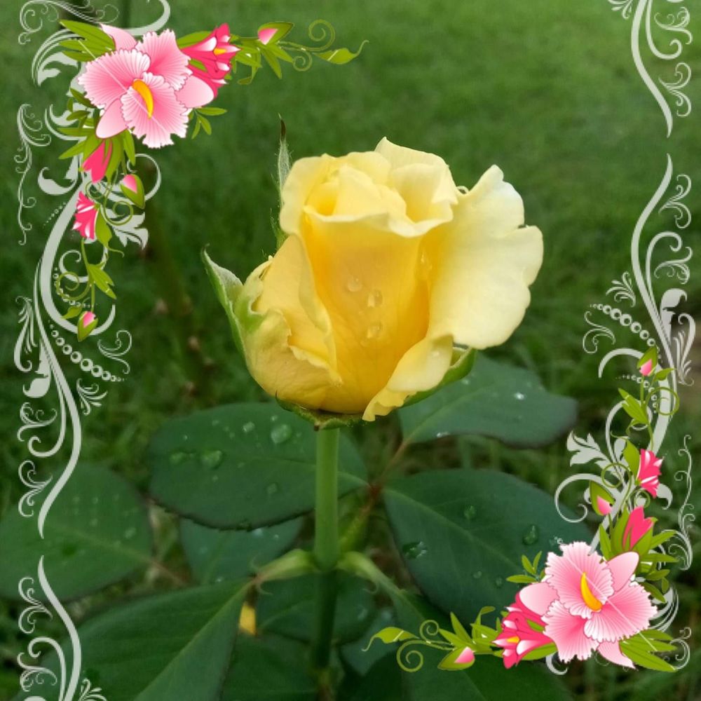 Meet your Posher, Kathy